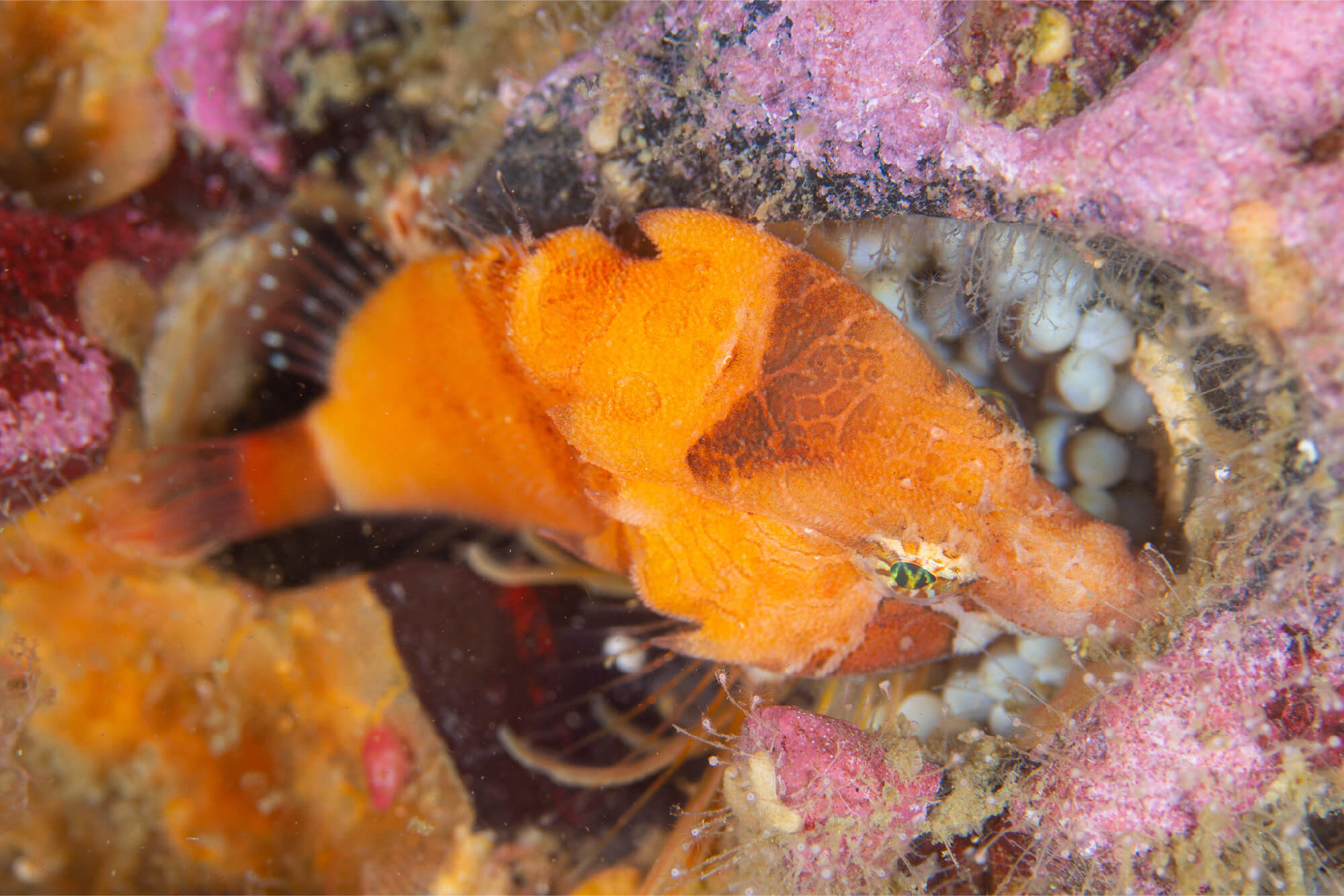 「受け継がれていく生命」 岸谷 千恵子