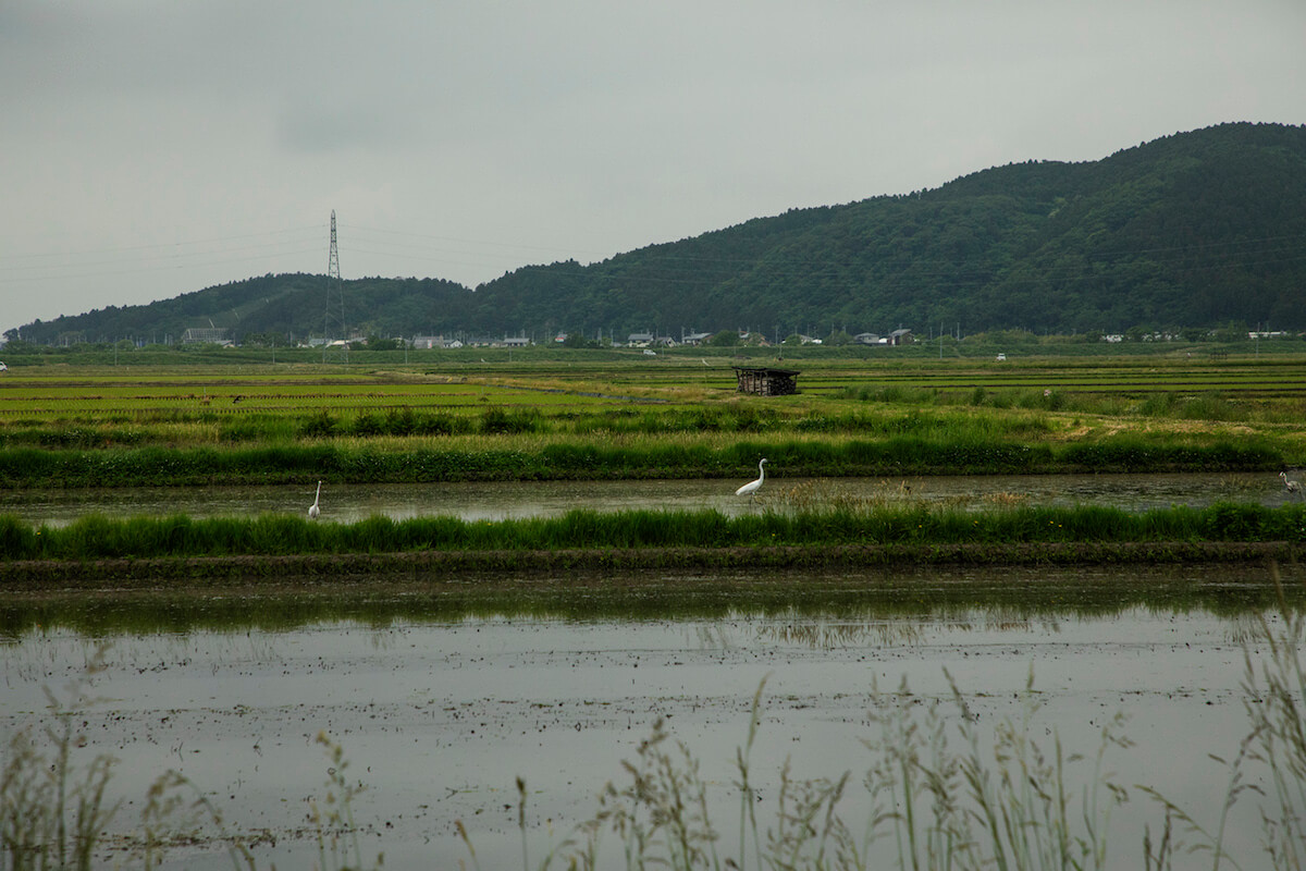 石巻女川-2018-初夏