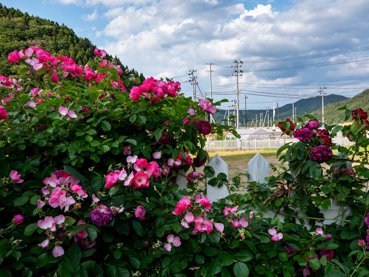 石巻・女川・東松島2019水無月