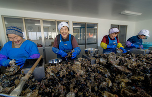 カキの収穫in田代島