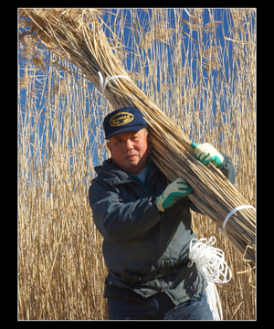 復活！ヨシ刈り 