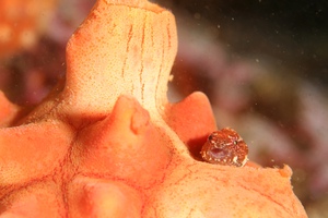 震災後の海は？？？