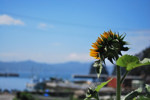 女川と夏と向日葵と。 