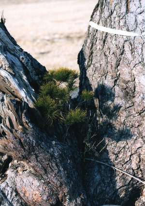 枯れていない！